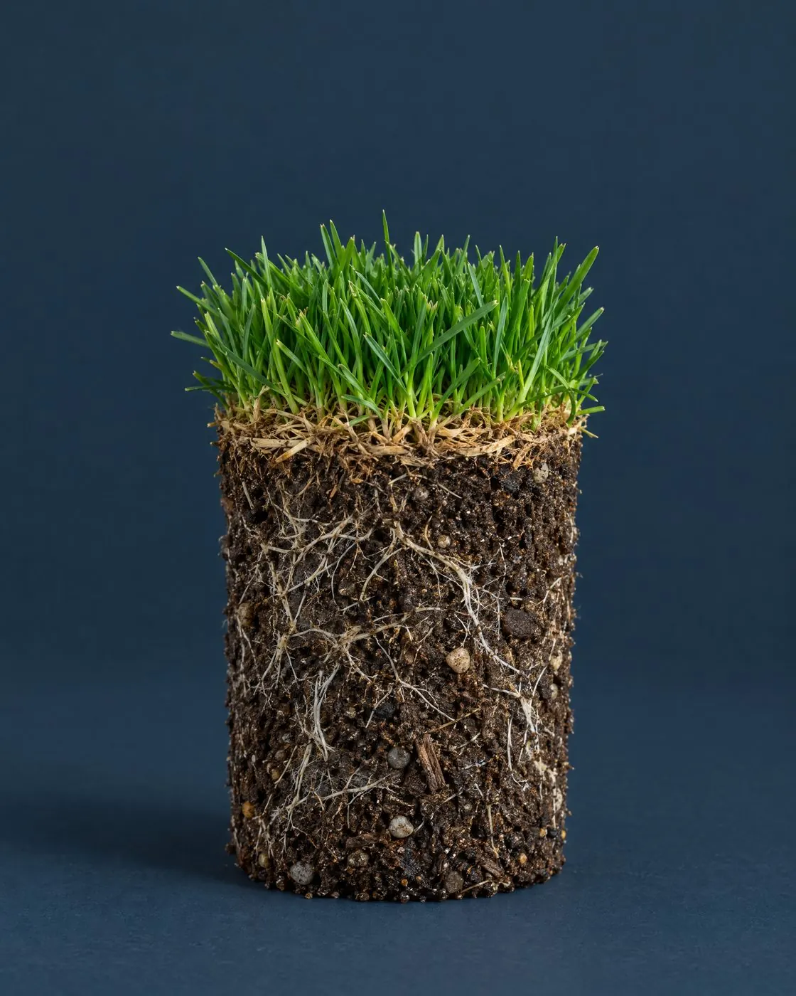 A cylindrical plug of lawn turf showing grass blades on top, roots and dark soil below