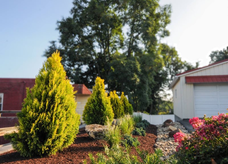 Golden arborvitae anchoring a foundation bed with river-rock dry creek alongside