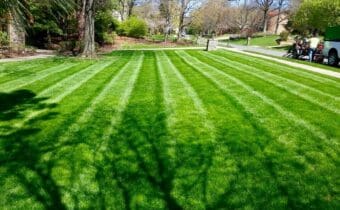a lawn that is mowed weekly