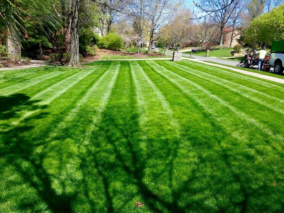 a lawn that is mowed weekly