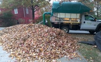 fall leaf removal