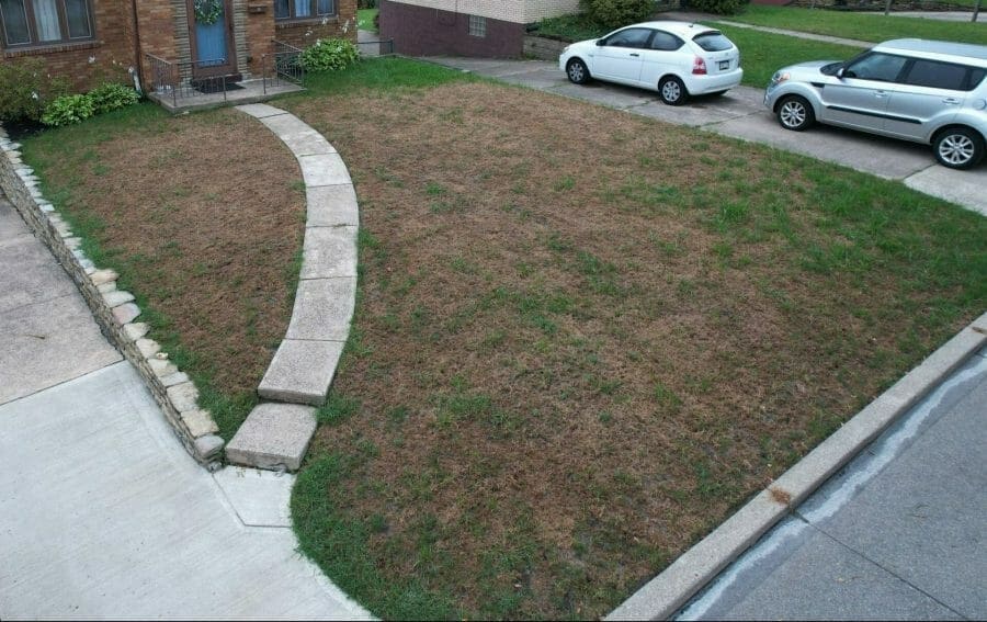 Lawn Disease