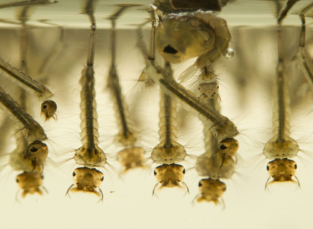 mosquito larvae 