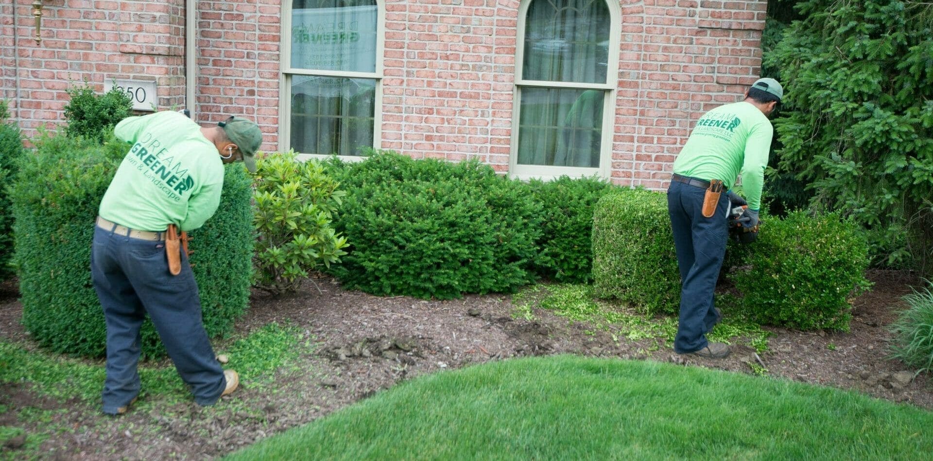 dream greener trimming up shrubs