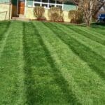 freshly cut lawn