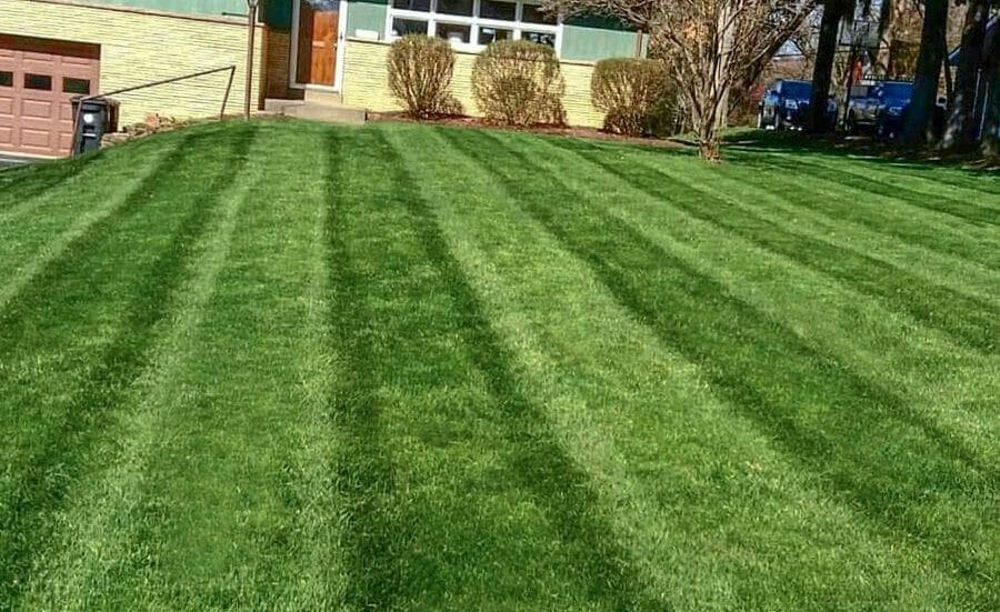 freshly cut lawn