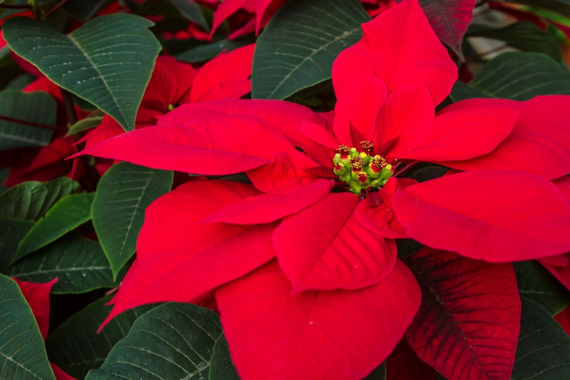 Best Cold Resistant Plants to Keep Color in Your Landscape This Winter