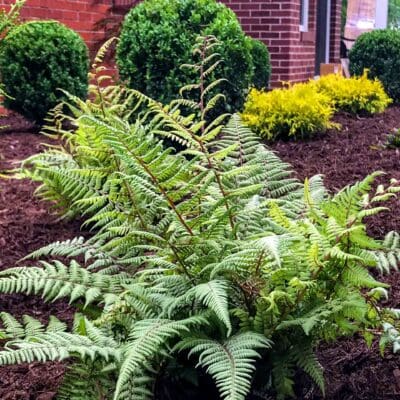 Peters Township, PA Landscaping Services