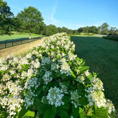 Landscaping Services Mt. Lebanon, PA