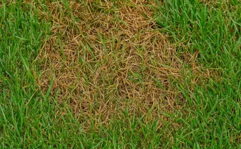 Anthracnose fungus Pittsburgh, PA