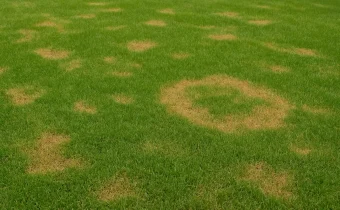 Brown patch fungus Pittsburgh, PA