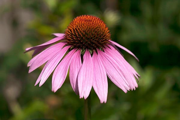 Coneflower