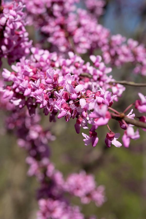 Eastern Redbud blossoms