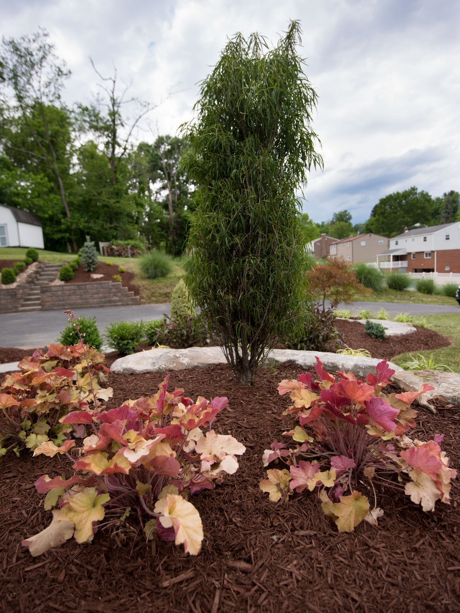Heuchera and a specimen evergreen in a freshly mulched bed